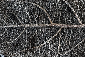 Close Up Leaf Detail Prints: Leaf vein