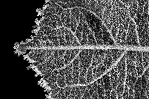 Close Up Leaf Vein Prints: Leaf vein