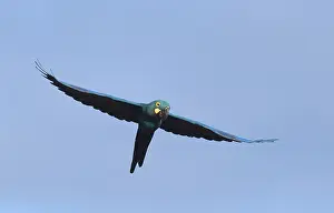 South America Birdlife Prints: Lear's macaw, Anodorhynchus leari