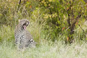 Panthera Pardus Habitat Prints: Leopard, Panthera pardus