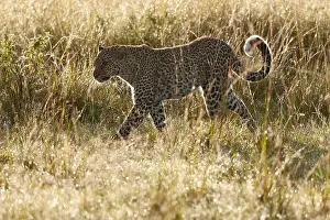 Panthera Pardus Habitat Prints: Leopard, Panthera pardus
