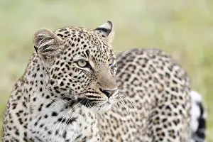 Big Cat Wildlife Prints: Leopard, Panthera pardus