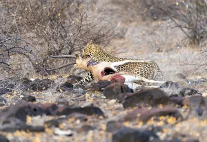 Panthera Pardus Images Prints: Leopard, Panthera pardus