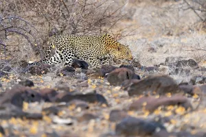 Panthera Pardus Images Prints: Leopard, Panthera pardus