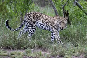 Green Background Nature Scene Prints: Leopard, Panthera pardus