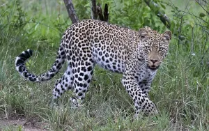 Panthera Pardus Habitat Prints: Leopard, Panthera pardus