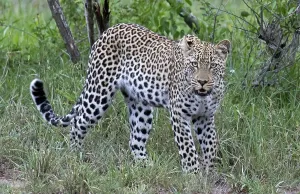 Panthera Pardus Habitat Prints: Leopard, Panthera pardus