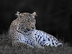 Panthera Pardus Images Prints: Leopard, (Panthera pardus)