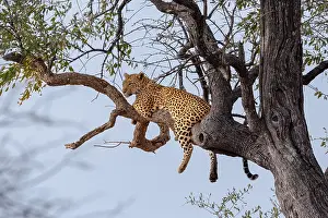 South African Mammals Prints: Leopard; Panthera pardus