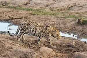 Panthera Pardus Habitat Prints: Leopard, Panthera pardus