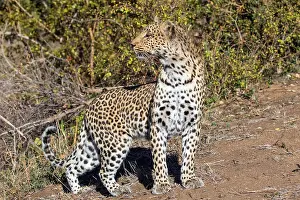 Panthera Pardus Habitat Prints: Leopard, Panthera pardus