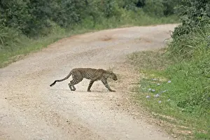 Panthera Pardus Species Prints: Leopard (Panthera pardus)