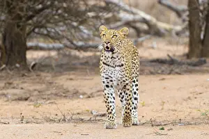 Africa Animal Pictures Prints: Leopard, Panthera pardus