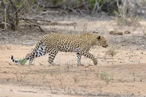 Panthera Pardus Species Prints: Leopard, Panthera pardus