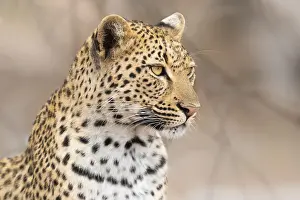 Panthera Pardus Images Prints: Leopard, Panthera pardus