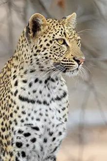 Panthera Pardus Images Prints: Leopard, Panthera pardus
