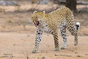 Panthera Pardus Species Prints: Leopard, Panthera pardus