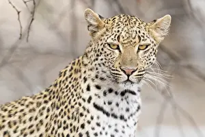 South African Wildlife Animals Prints: Leopard, Panthera pardus