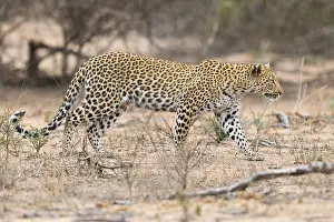 Panthera Pardus Species Prints: Leopard, Panthera pardus