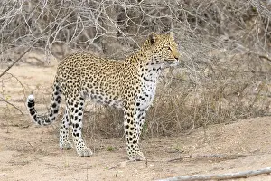 Panthera Pardus Pictures Prints: Leopard, Panthera pardus