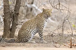 Panthera Pardus Images Prints: Leopard, Panthera pardus