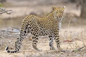 Panthera Pardus Images Prints: Leopard, Panthera pardus