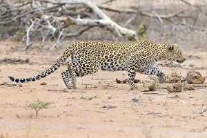 African Leopard Images Prints: Leopard, Panthera pardus