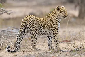 Panthera Pardus Images Prints: Leopard, Panthera pardus