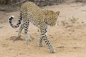 African Wildlife Animals Prints: Leopard, Panthera pardus