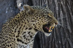 Panthera Pardus Pictures Prints: A leopard, Panthera pardus, baring its teeth