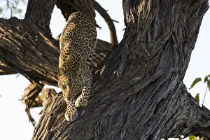 Botswana Safari Animals Prints: A leopard, Panthera pardus, leaping down from a tree