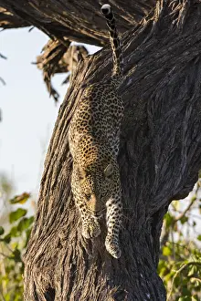 Chobe National Park Botswana Prints: A leopard, Panthera pardus, leaping down from a tree