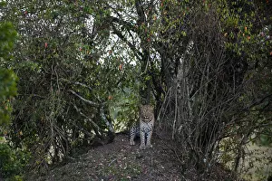 Panthera Pardus Images Prints: A leopard, Panthera pardus, in a parting of the thick undergrowth of trees and shrubs