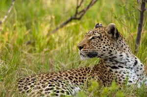 Panthera Pardus Habitat Prints: A leopard, panthera pardus, resting in the grass