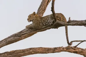 Leopard Conservation Images Prints: A leopard, Panthera pardus, resting in a tree top