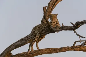 Leopard In Tree Prints: A leopard, Panthera pardus, resting in a tree top