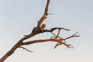 Leopard In Tree Prints: A leopard, Panthera pardus, resting in a tree top