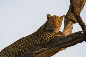 Panthera Pardus Images Prints: A leopard, Panthera pardus, resting in a tree top