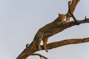Leopard In Tree Prints: A leopard, Panthera pardus, resting in a tree top