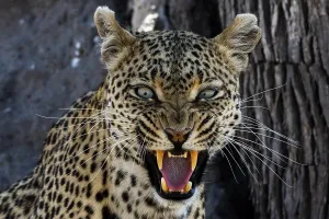 Botswana Safari Animals Prints: A leopard (Panthera pardus) snarling and looking at the camera