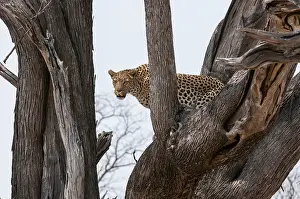 Leopard In Tree Prints: A leopard, Panthera pardus, standing in the fork of a large tree