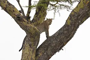 Leopard In Tree Prints: A leopard, Panthera pardus, standing on a tree