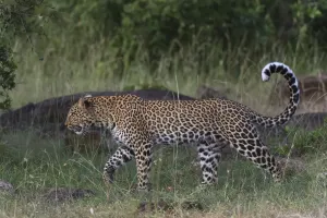 Eastern Africa Mammals Prints: A leopard, Panthera pardus, walking