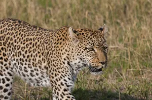 Okavango Delta Nature Reserve Prints: A leopard, Panthera pardus, walking through the grass