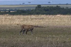 Panthera Pardus Images Prints: A leopard, Panthera pardus, walking in an open plain