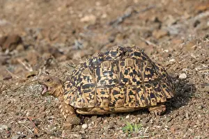 African Savanna Wildlife Prints: Leopard tortoise, Stigmochelys pardalis
