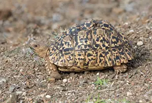 African Savanna Wildlife Prints: Leopard tortoise, Stigmochelys pardalis