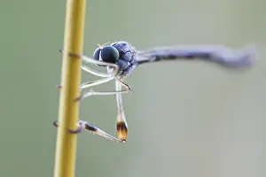 Leptogaster subtilis Print - Male Imago Image