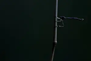 Leptogaster subtilis Print - Male Imago Image