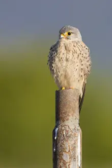 Lesser Kestrel Prints: Lesser Kestrel